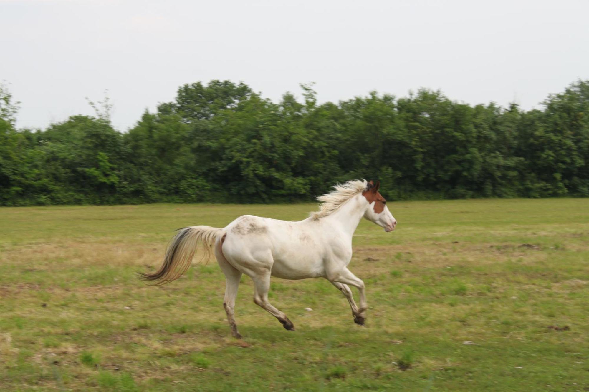Agriturismo Al Ranch Castello dʼAviano エクステリア 写真