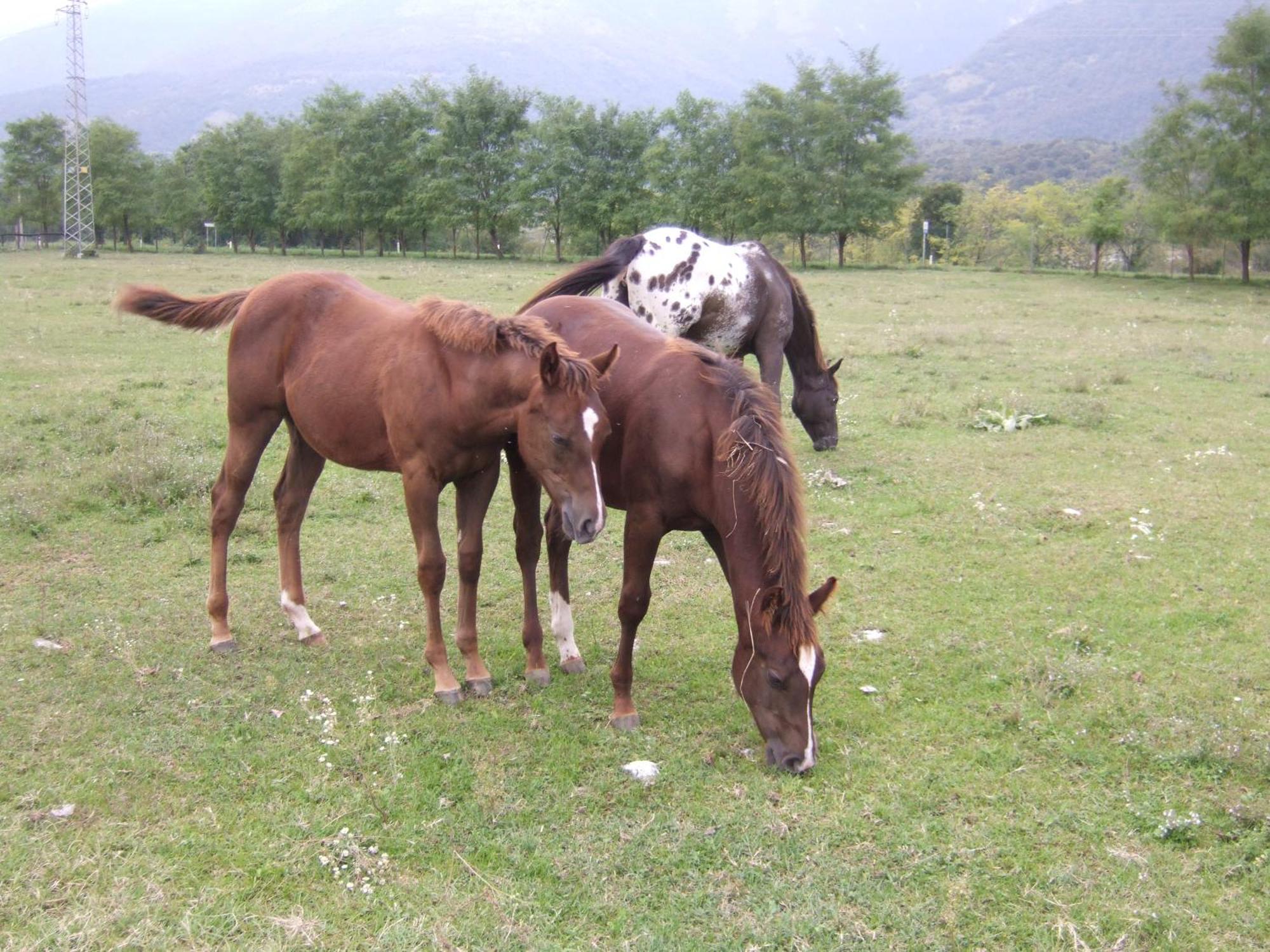Agriturismo Al Ranch Castello dʼAviano エクステリア 写真